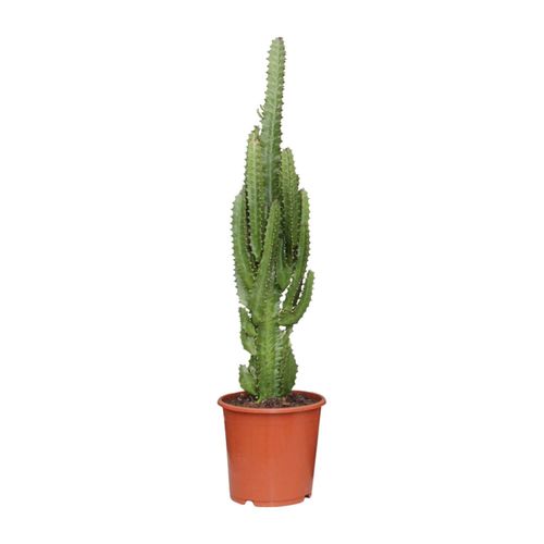 Euphorbia trigona - 17cm - 60-70cm - Zimmerpflanze - Immergrn - Kakteen  und Su kaufen bei Hood.de