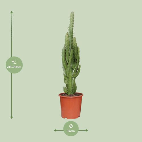 Euphorbia trigona - 17cm - 60-70cm - Zimmerpflanze - Immergrn - Kakteen  und Su kaufen bei Hood.de