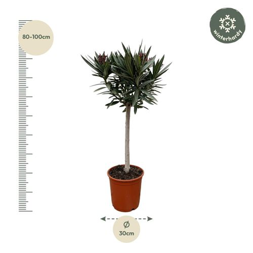 Nerium Oleander am Stiel mit Rote bloem - 30cm - 80-90cm - Gartenpflanze  kaufen bei Hood.de