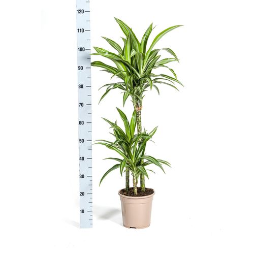 Dracaena Deremensis Weier Streifen - 21cm - 90-110cm - Zimmerpflanze -  Immergrn kaufen bei Hood.de