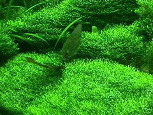 Wassersterne grüne winterharte Teichpflanzen Deko für den Gartenteich Teichdeko 