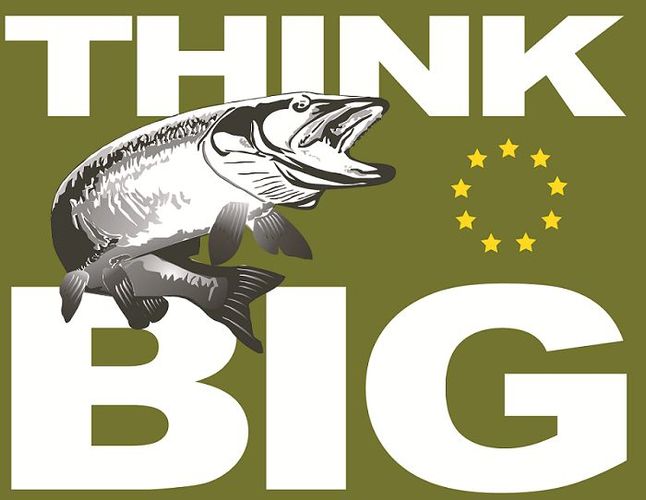 ThinkBig-Fish