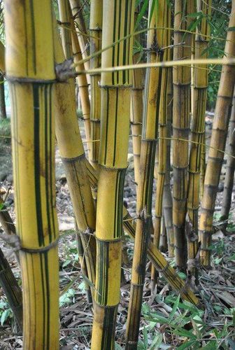 winterharter schnellwüchsiger Goldener Bambus für den Garten Fargesia Samen Deko 