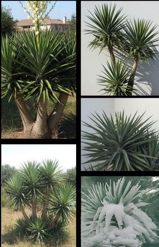 stammbildende Yucca aloifolia frosthart bis -30 Grad / Samen