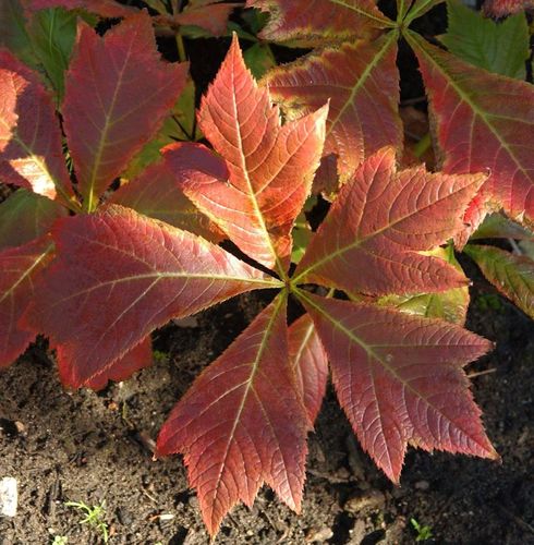 Gestieltblättriges Schaublatt Rotlaub - Rodgersia podophylla kaufen bei ...