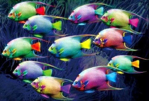 3D Ansichtskarte Fische Zierfische Postkarte Wackelkarte Hologrammkarte Bild neu 