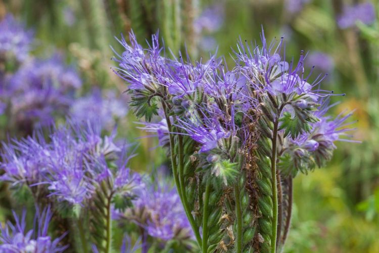 Phacelia tanacetifolia Nützlingsmagnet 1kg für ca. 250 m², Gründünger Bienenweide Nektarspender Bodenkur Samenshop24