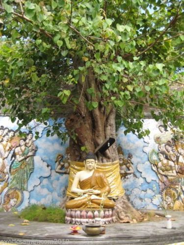 Buddha Baum Ficus religiosa 50 Samen Bonsai-geeignet 