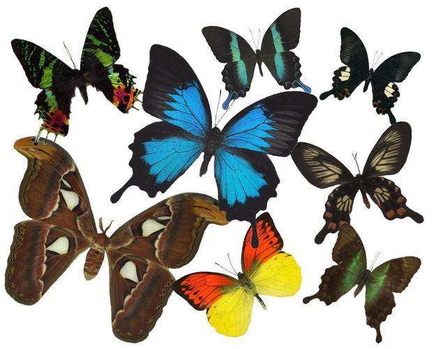 echter Schmetterling im Schaukasten aus Holz Wandbild Brown King Crow 