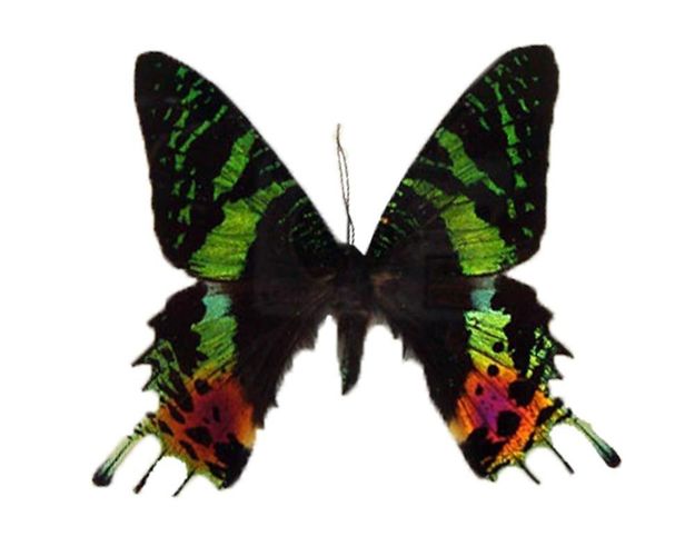 Atlas Moth Female echter Schmetterling im Schaukasten aus Holz Bilderrahmen 