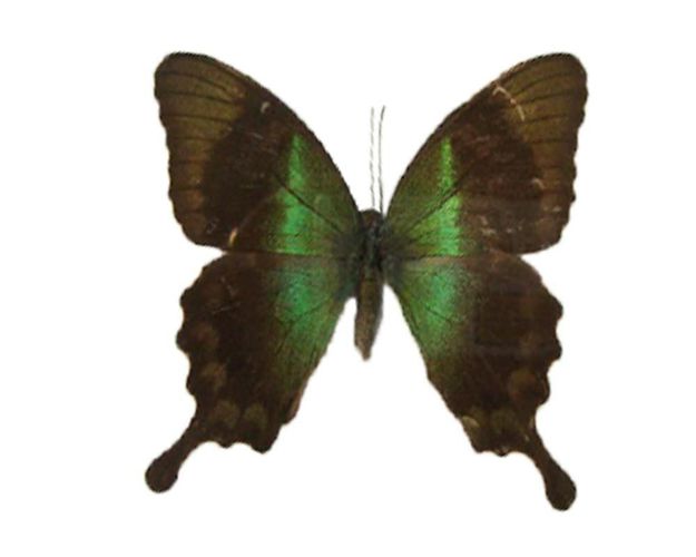Atlas Moth Male Bilderrahmen echter Schmetterling im Schaukasten aus Holz 