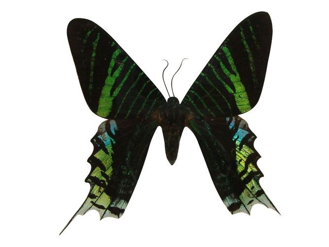Atlas Moth Female Bilderrahmen echter Schmetterling im Schaukasten aus Holz 