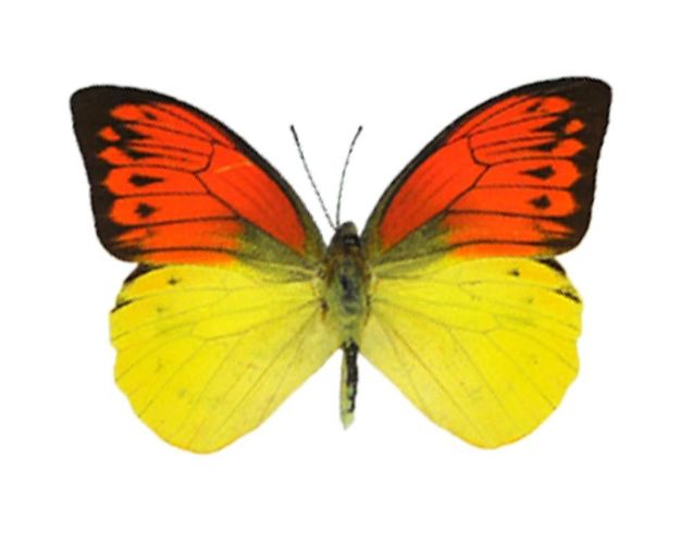 echter Schmetterling im Schaukasten aus Holz Bilderrahmen Nice Butterfly 