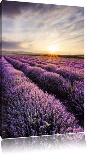 Lavendel Leinwandbild Wanddeko Kunstdruck