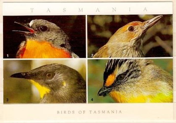 Postkarte Neuwertig Vogel Auf Tasmanien Australien Kaufen Bei Hood De