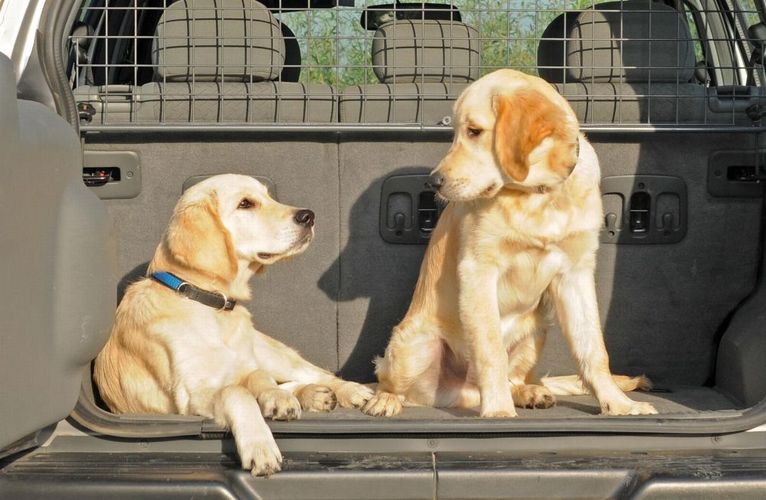 Toyota C-HR ab Bj Hundeschutzgitter 16 Hundegitter Gepäckgitter