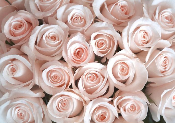 Vlies Fototapete 185 300x210cm Blumen Tapete Blumen Rose Bl Ten Natur Liebe Love B Kaufen Bei Hood De