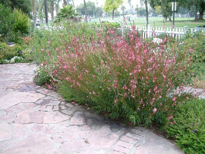 1 x Gaura lindheimeri ´Siskiyou Pink‘ (Stauden/ Winterhart) Prachtkerze