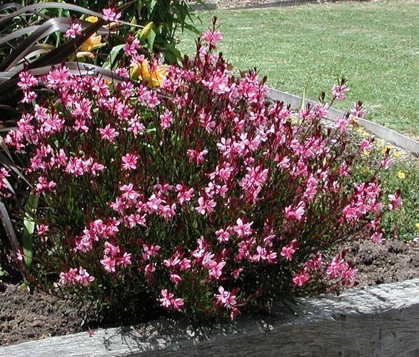 1 x Gaura lindheimeri ´Siskiyou Pink‘ (Stauden/ Winterhart) Prachtkerze