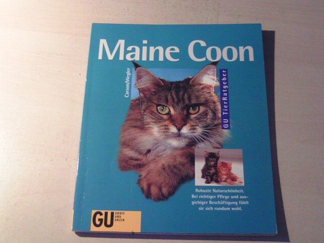 Maine Coon Robuste Naturschönheit Katzen Ratgeber