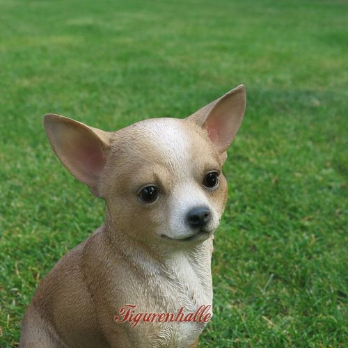 Chihuahua Hund Taschenhund Dekofigur Figur Statue lebensecht Deko Fan