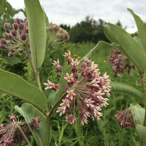 Papageienpflanze Papageiblume Echte Seidenpflanze Früchte