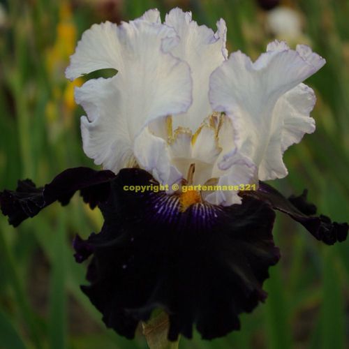 Schwertlilie BartIris Domino Noir kaufen bei Hood.de