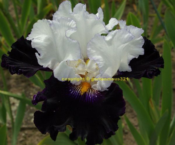 Schwertlilie BartIris Domino Noir kaufen bei Hood.de