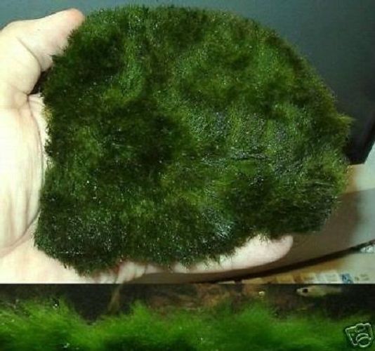 Pflanzmatte Wassergras Immergrune Teichpflanzen Winterharte Pflanzen Fur Den Teich Kaufen Bei Hood De