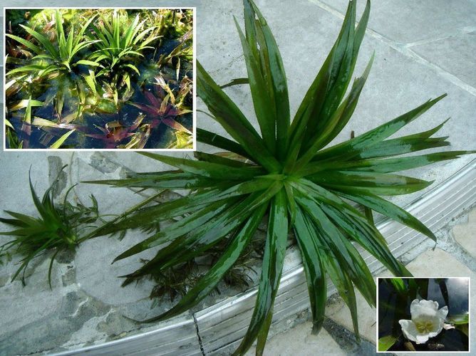 3x Teichaloe winterharte Teichpflanzen Pflanzen für den Gartenteich