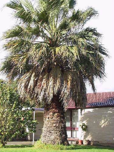 Winterharter Riesen Baum Palme Washingtonia Filifera Fur Den Garten Saatgut Kaufen Bei Hood De